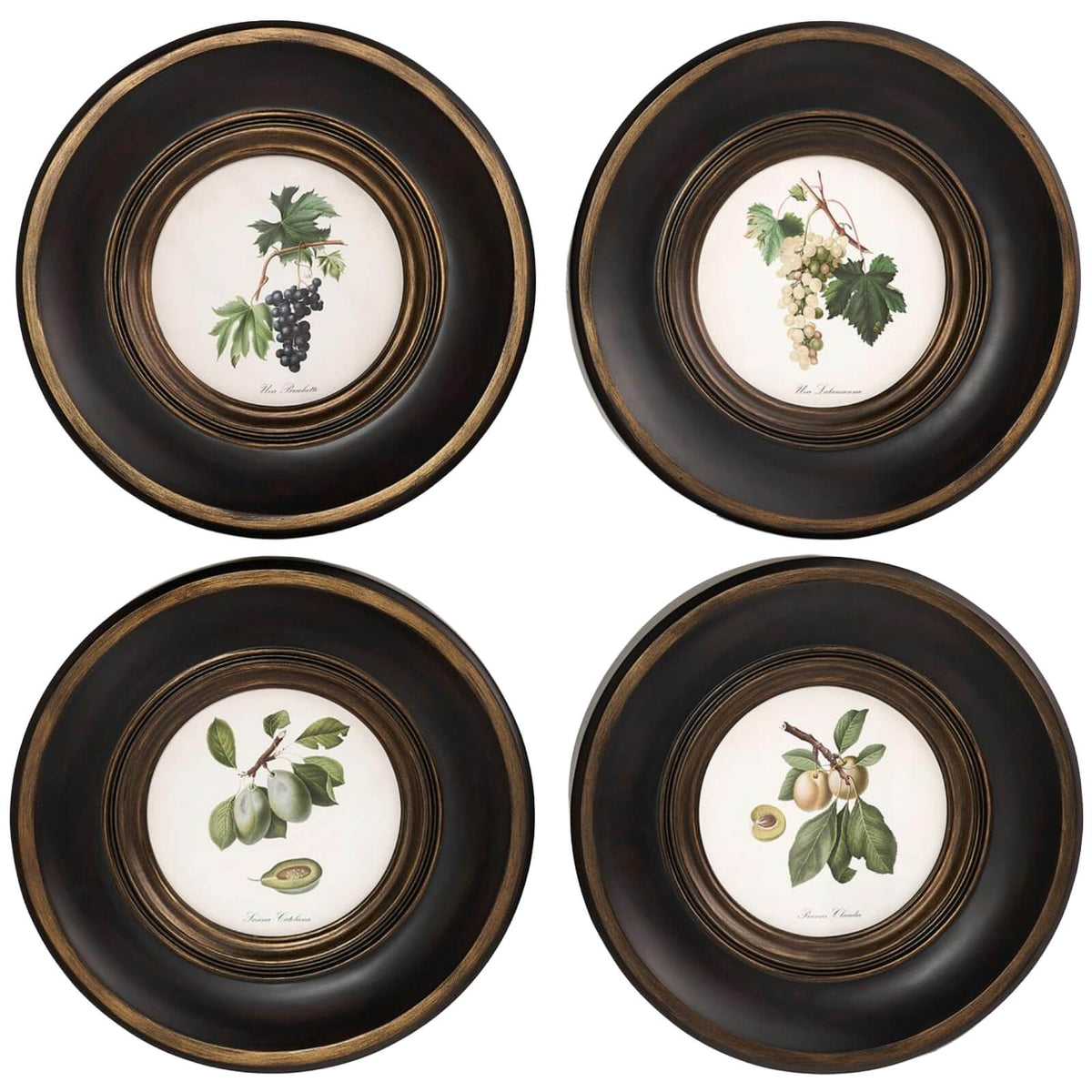 Vintage Fruit No. 3 Framed Art - Set of 4