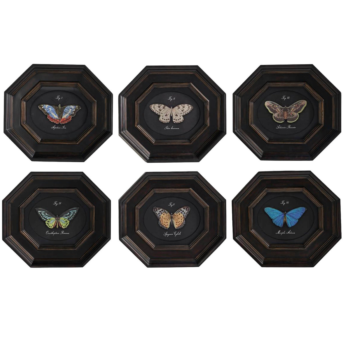 Wings of Discovery Framed Prints – Set of 6