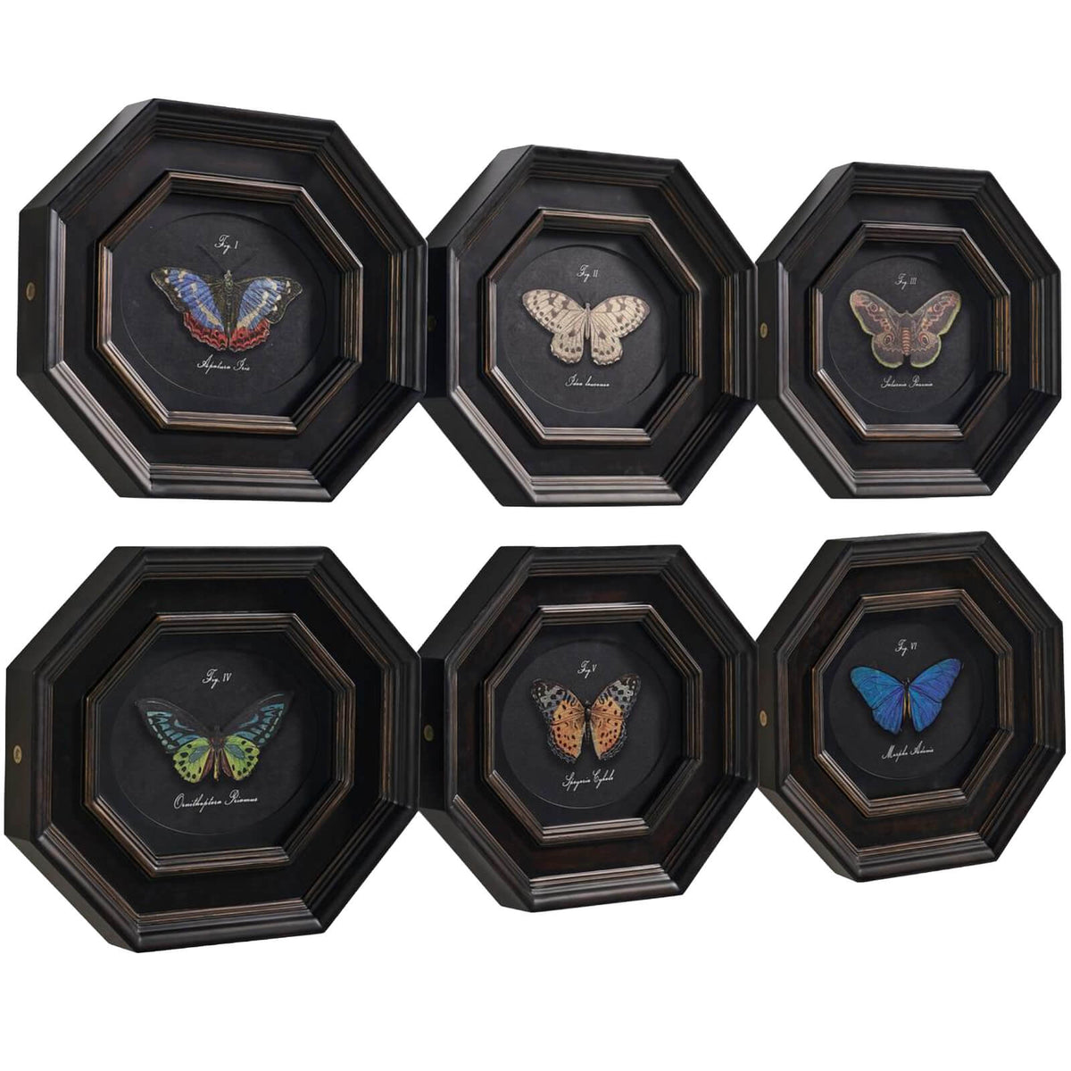 Wings of Discovery Framed Prints – Set of 6