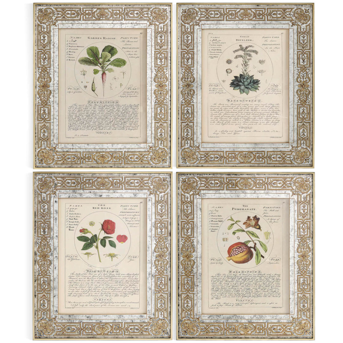 Herbal of Enlightenment Framed Prints - Set of 4
