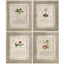 Herbal of Enlightenment Framed Prints - Set of 4