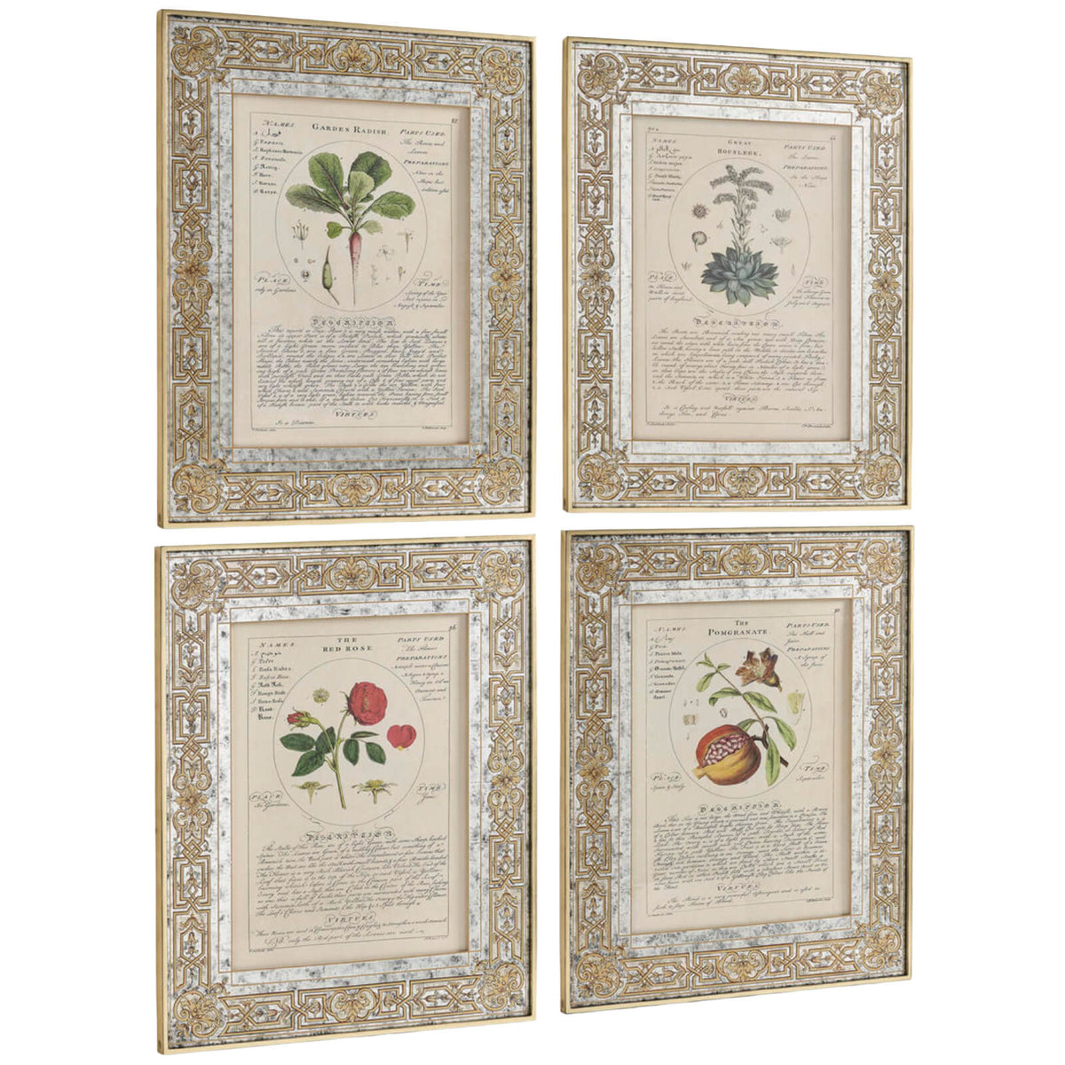 Herbal of Enlightenment Framed Prints - Set of 4