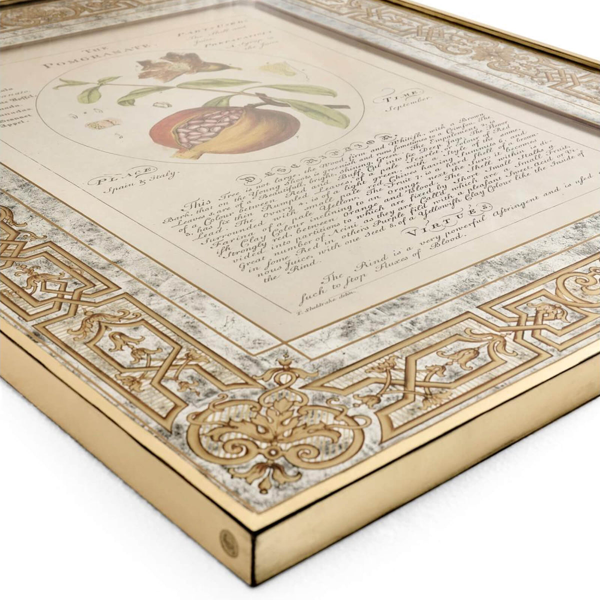 Herbal of Enlightenment Framed Prints - Set of 4