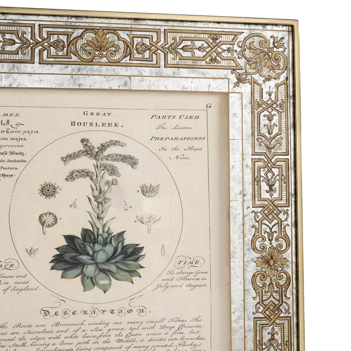 Herbal of Enlightenment Framed Prints - Set of 4
