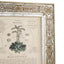 Herbal of Enlightenment Framed Prints - Set of 4