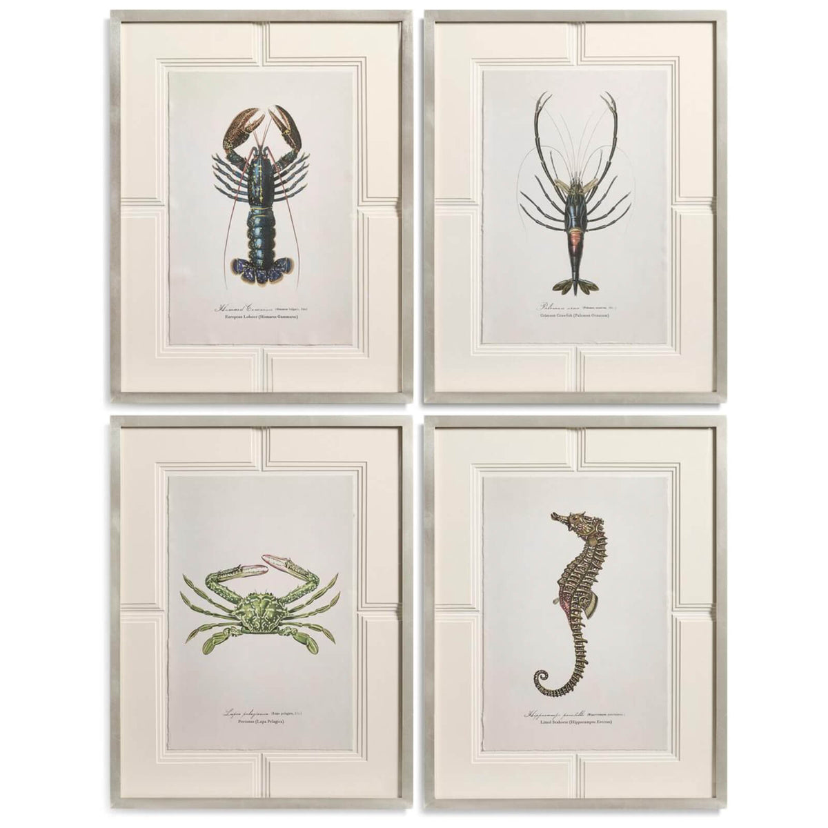 Vintage Marine Animals Framed Prints - Set of 4