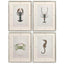 Vintage Marine Animals Framed Prints - Set of 4