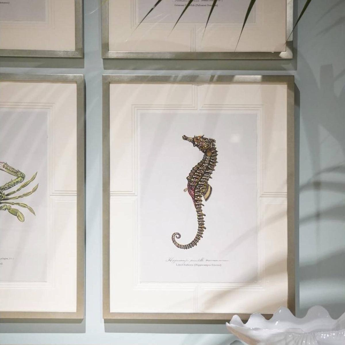 Vintage Marine Animals Framed Prints - Set of 4