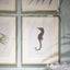 Vintage Marine Animals Framed Prints - Set of 4