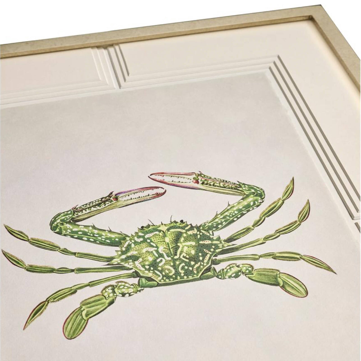 Vintage Marine Animals Framed Prints - Set of 4
