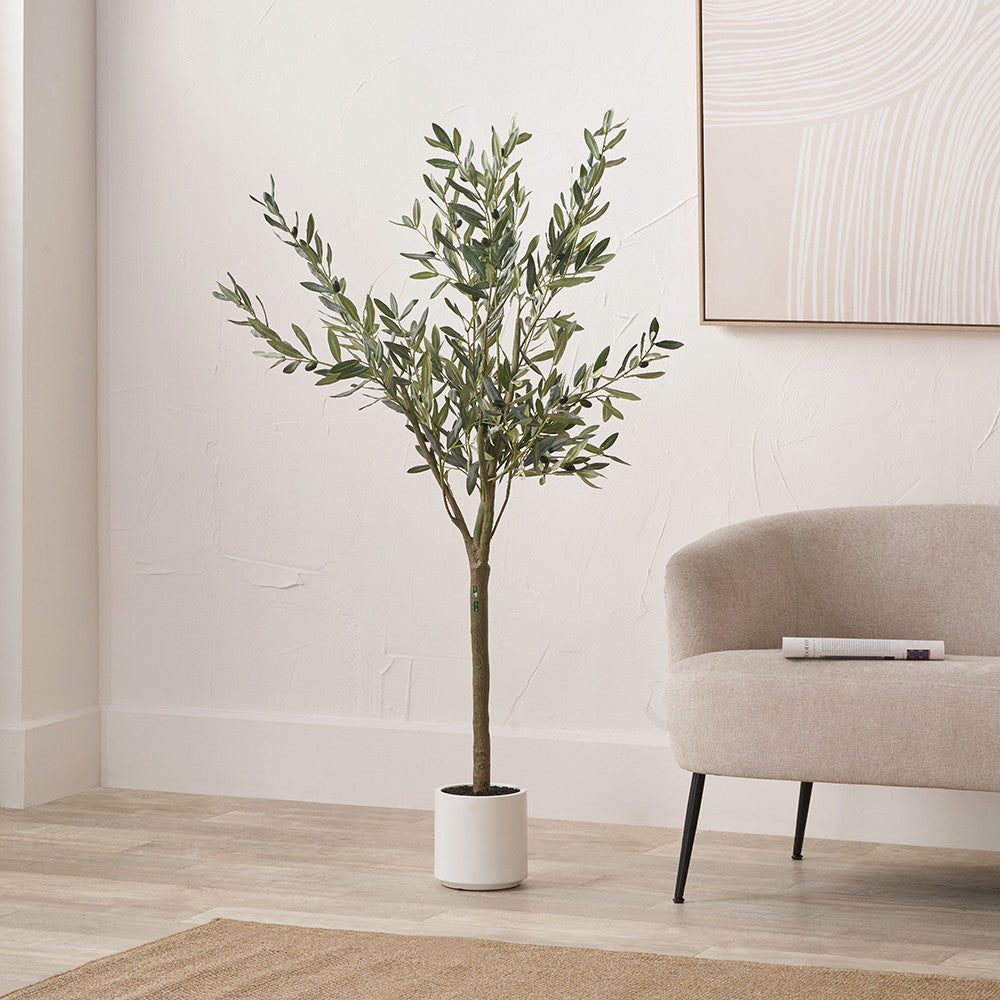 Medium Olive Tree in Pot