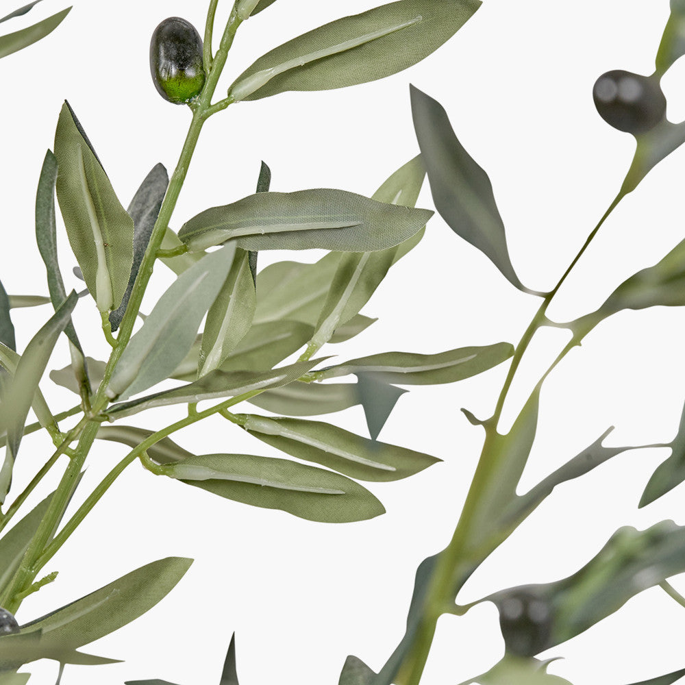 Extra Large Olive Tree in Pot