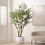 Extra Large Olive Tree in Pot
