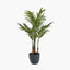 Areca Palm Plant in Pot