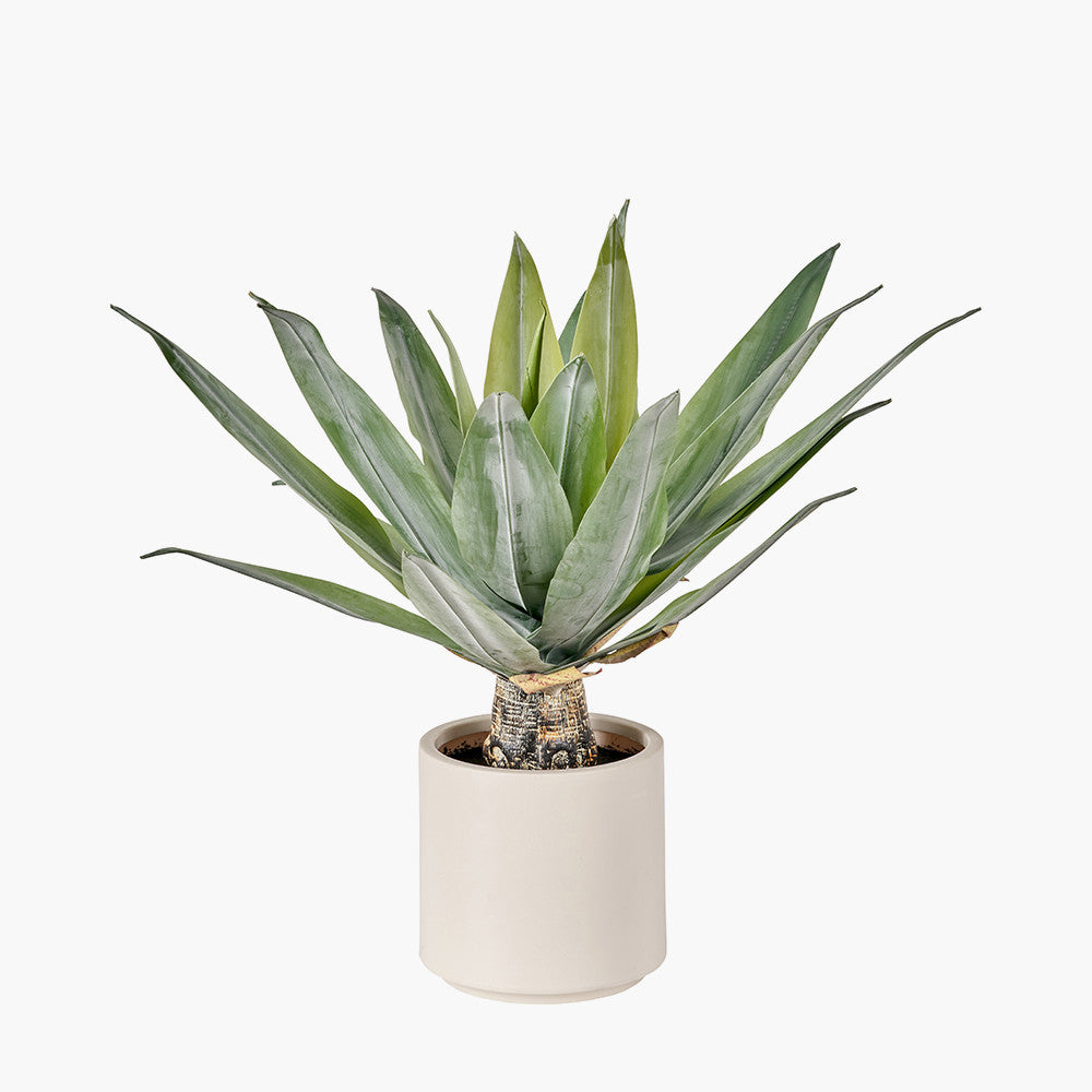 Agave Plant in Pot