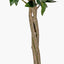 Medium Bay Tree in Pot