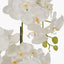 Tall White Orchid in Moss Pot