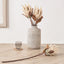 Natural Apricot Protea Pack of 6