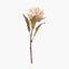 Apricot Lotus Pack of 6