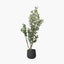 Eucalyptus Tree in Pot