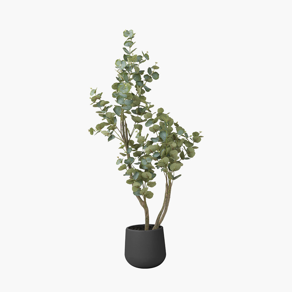 Eucalyptus Tree in Pot