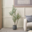 Eucalyptus Tree in Pot