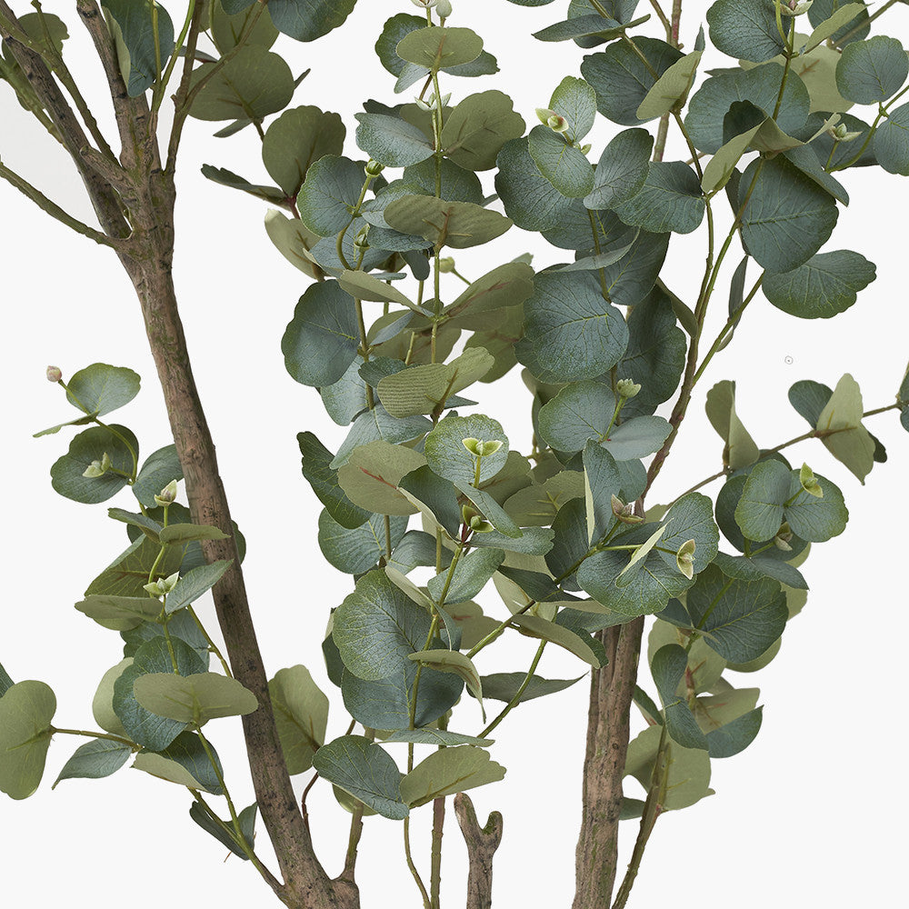 Large Eucalyptus Tree in Pot