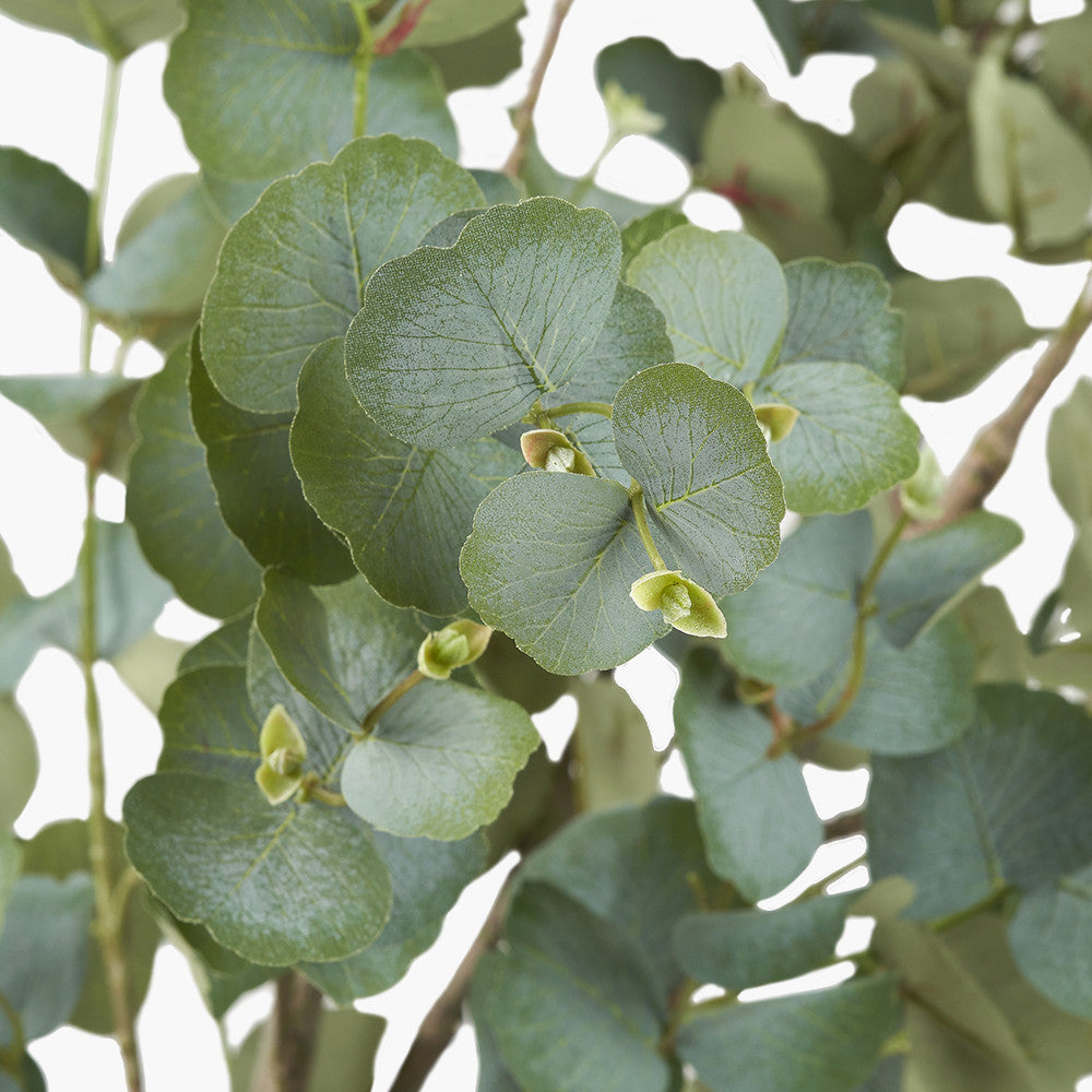Large Eucalyptus Tree in Pot