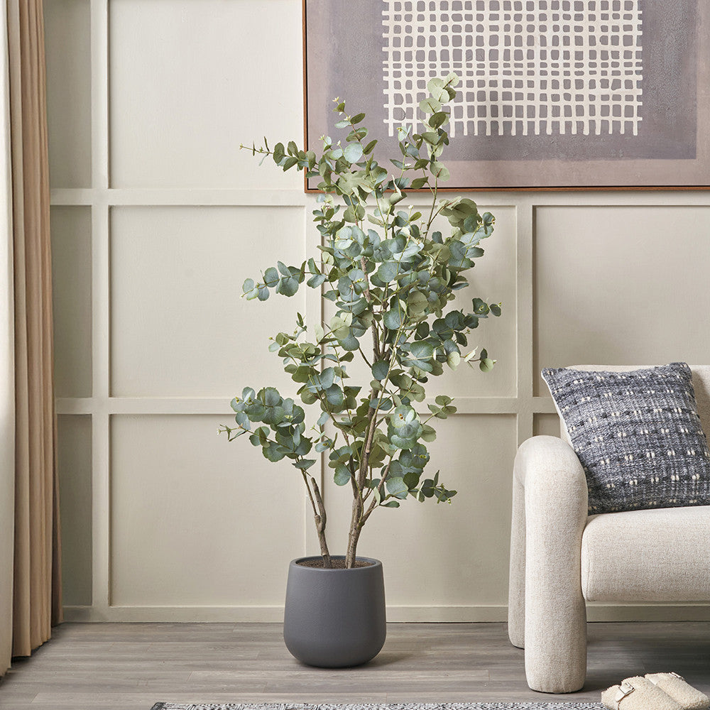 Large Eucalyptus Tree in Pot