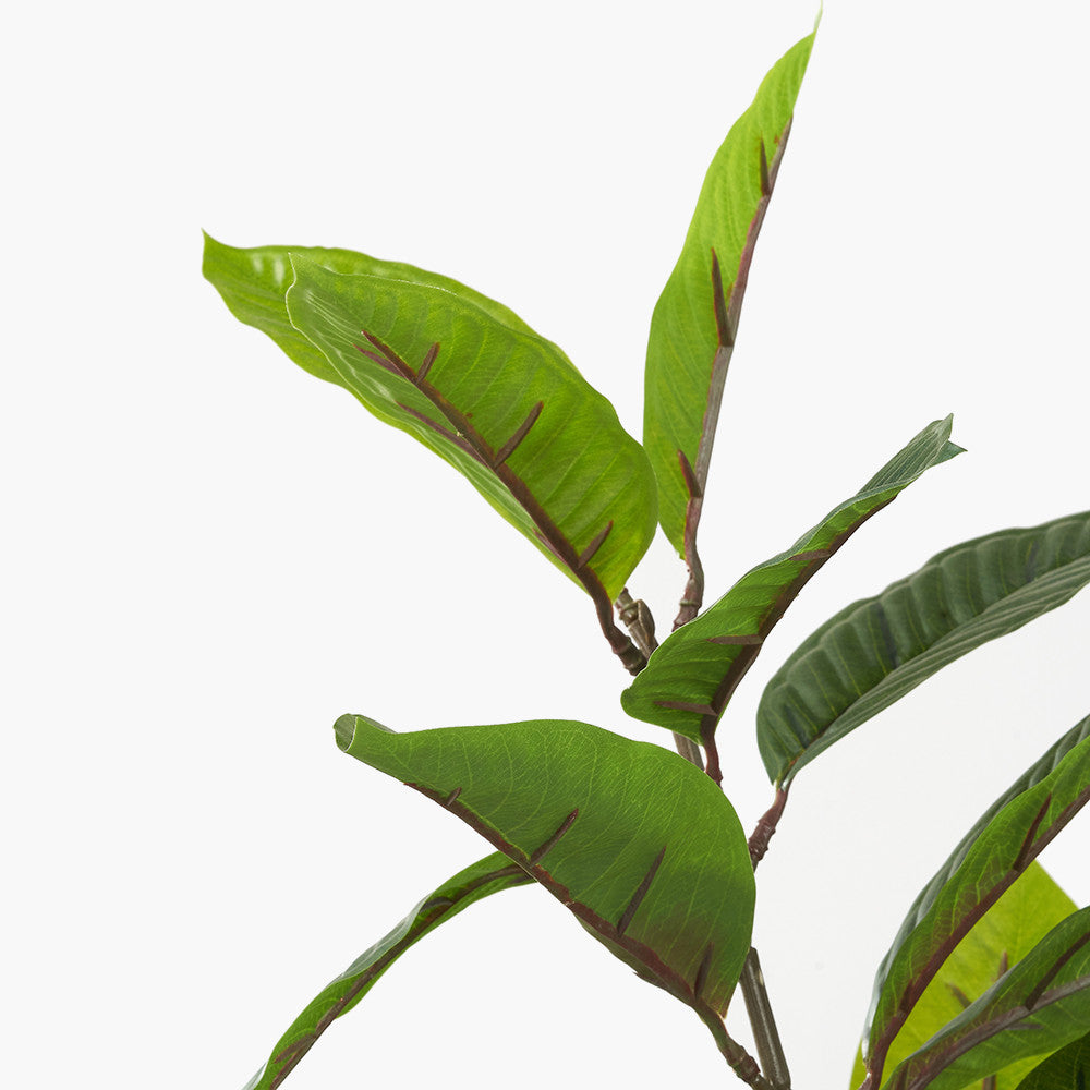 Magnolia Tree in Pot