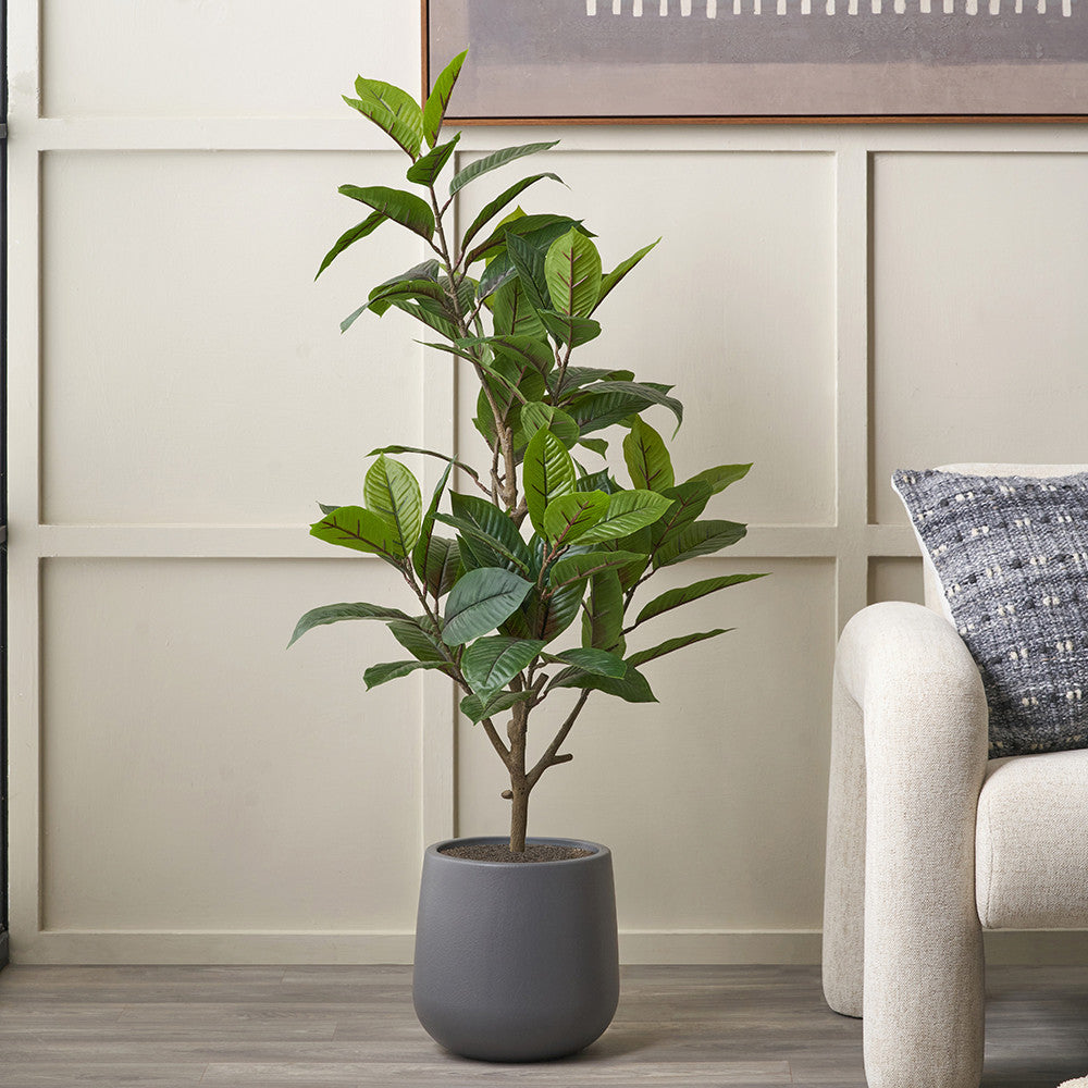 Magnolia Tree in Pot