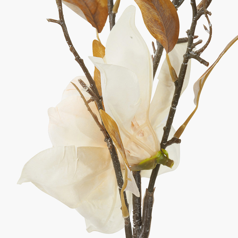 Natural Cream Magnolia Pack of 6