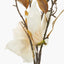 Natural Cream Magnolia Pack of 6