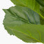 Green Hydrangea Leaf Pack of 6