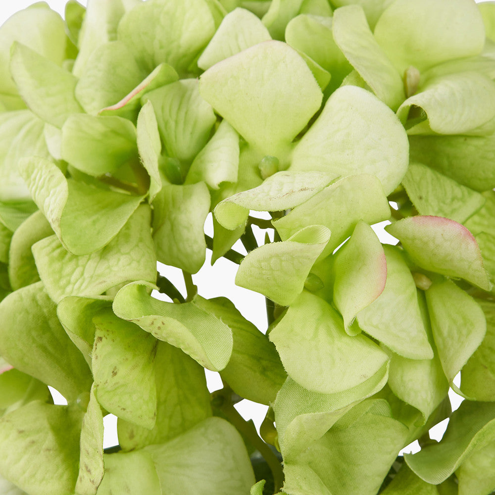 Green Hydrangea Pack of 6