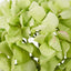 Green Hydrangea Pack of 6