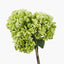 Green Hydrangea Pack of 6