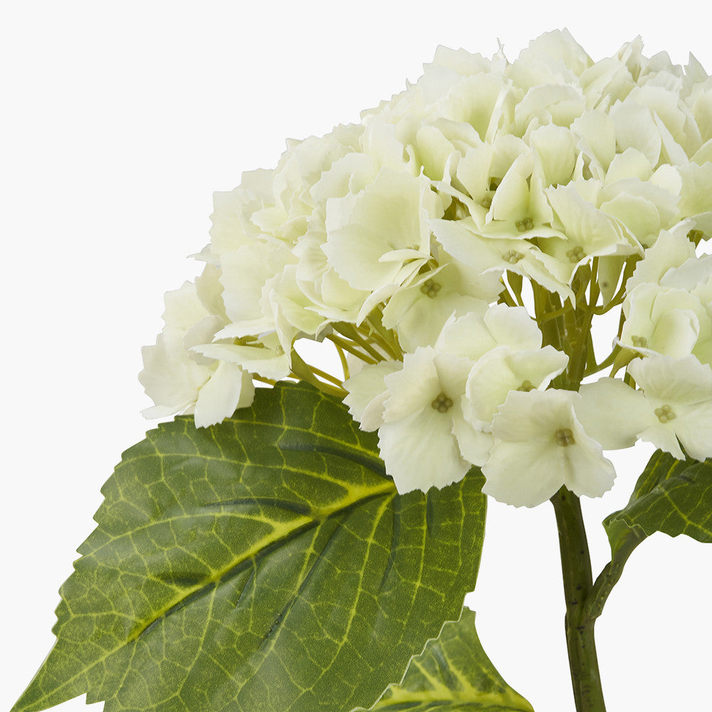 White Hydrangea Pack of 6