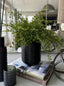 Maidenhair Fern in a Black Carved Vase
