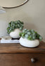 Succulent Bush in a Matt Cream Vase