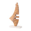 Talus Sculpture.