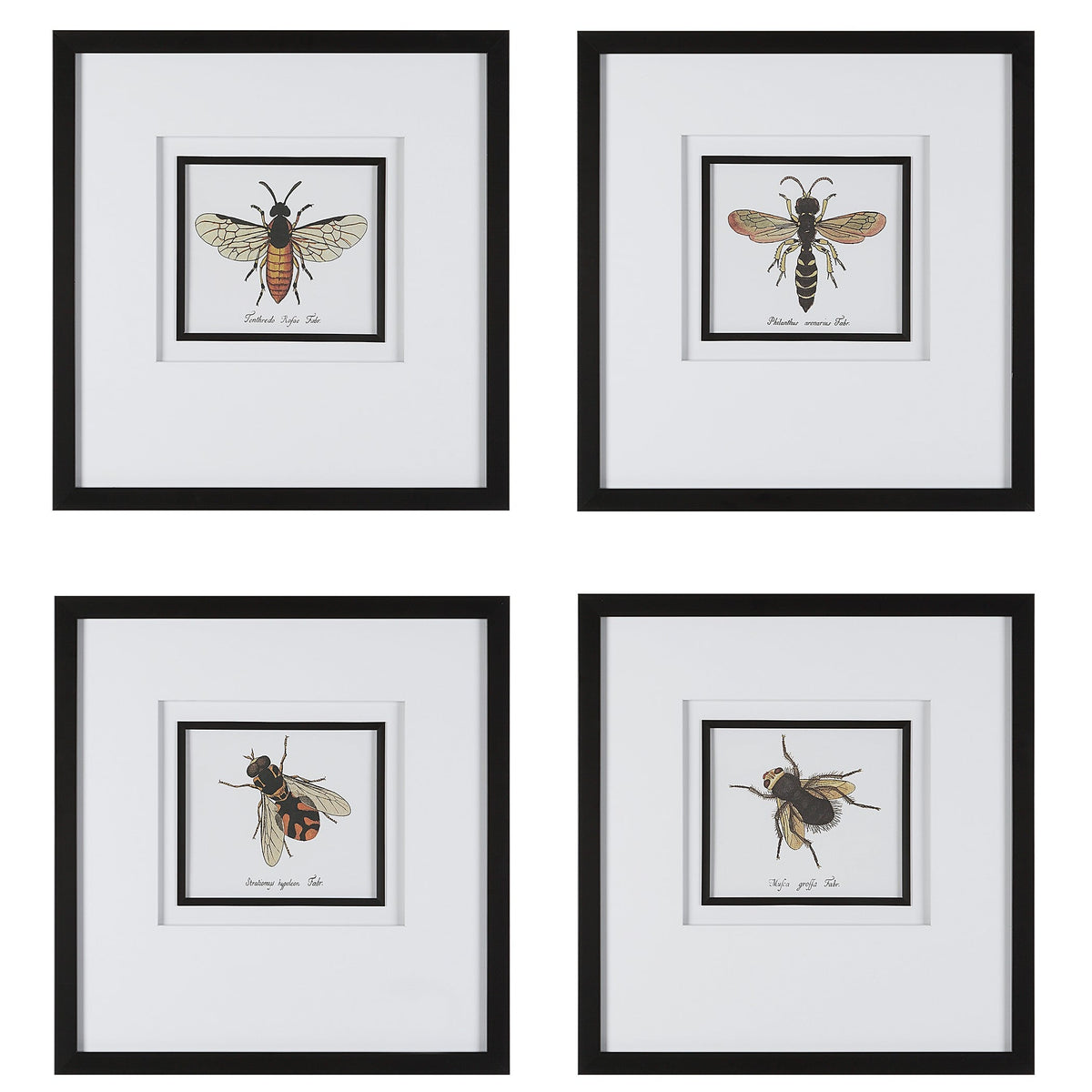 Anthophila Framed Prints, S/4