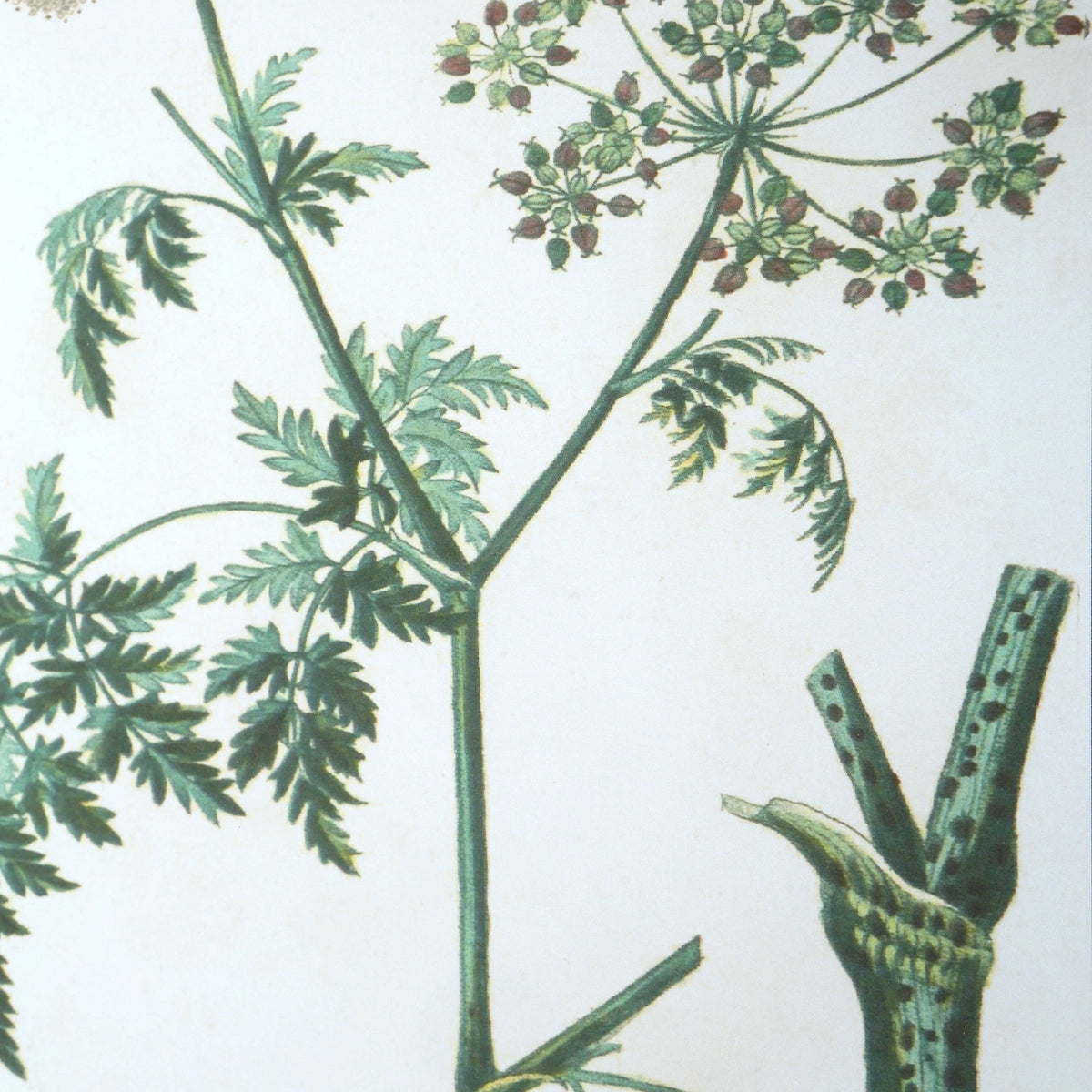 Antique Botanicals Framed Prints, S/9