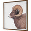 Big Horn Sheep Framed Print