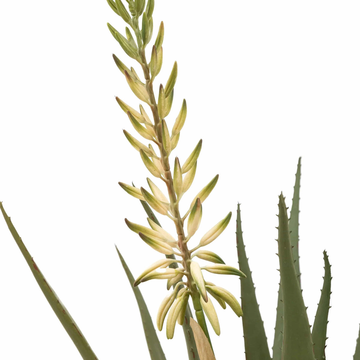 Bodhi Accessories Aloe Potted Plant with White Flower House of Isabella UK