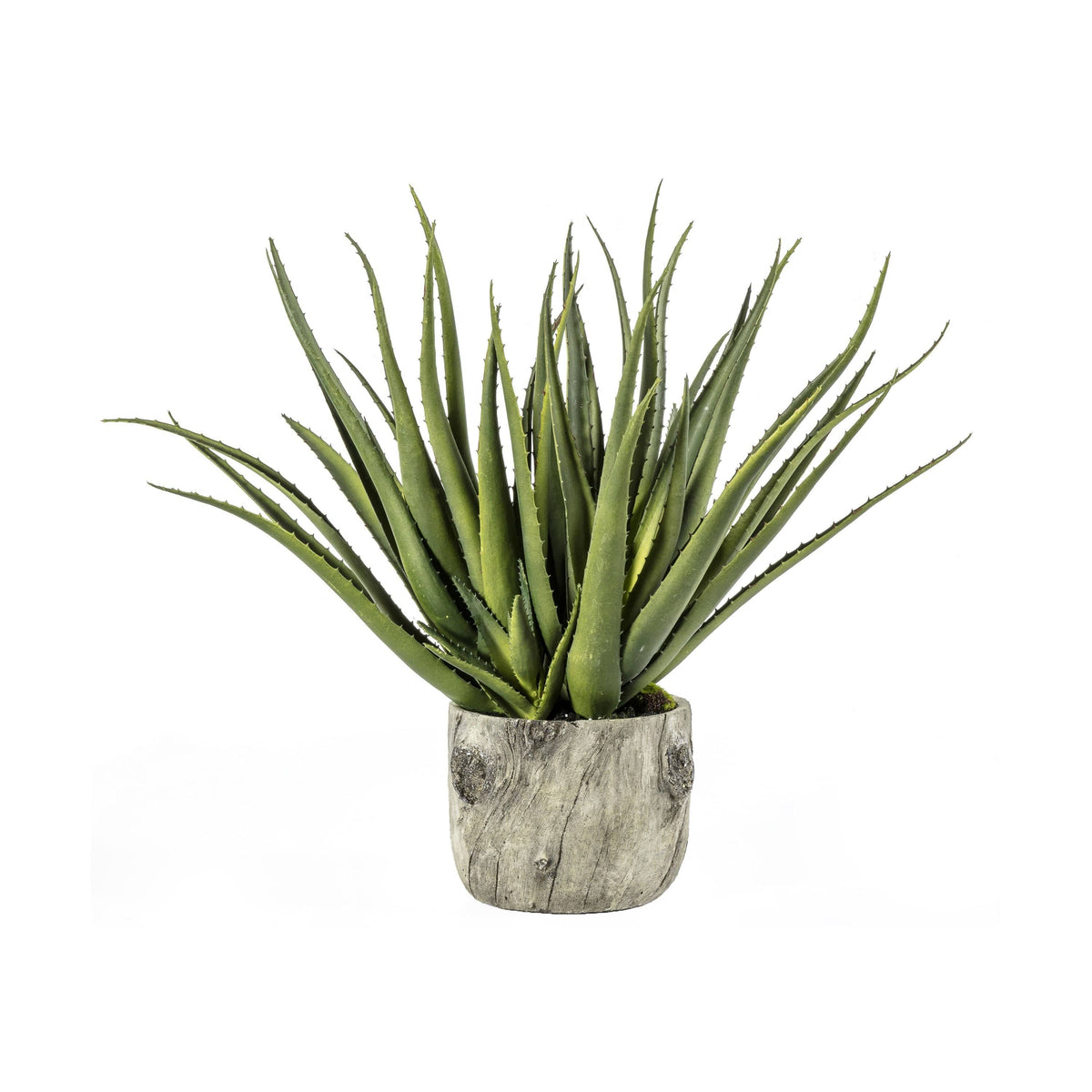 Aloe with Bark Effect Pot.