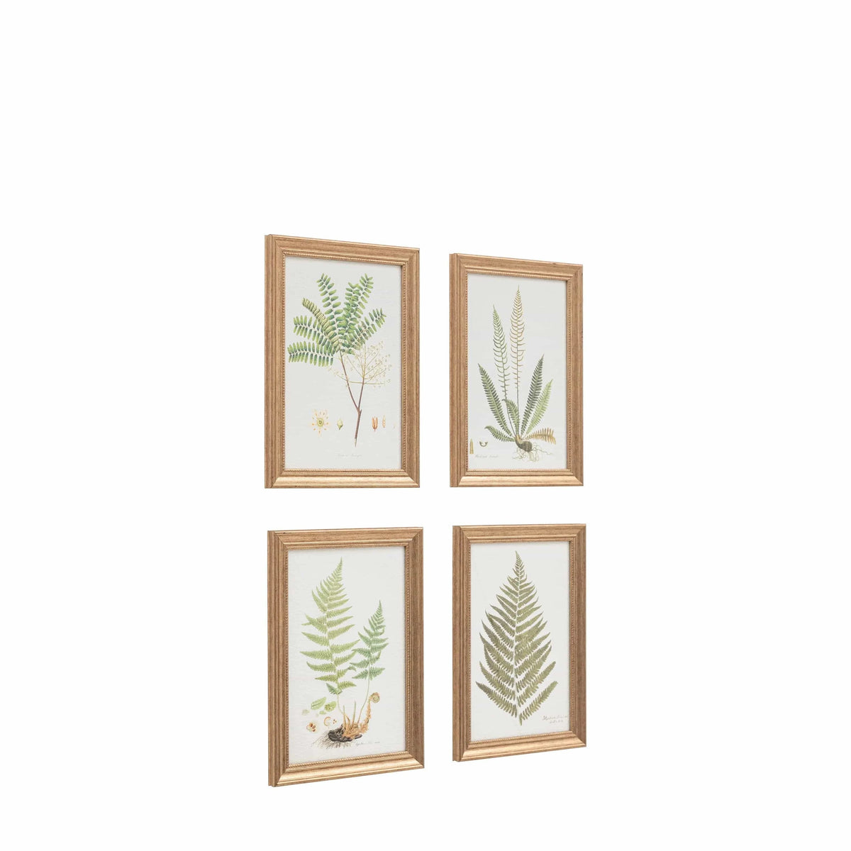 Bodhi Accessories Assorted Ferns Framed Art Set of 4 House of Isabella UK