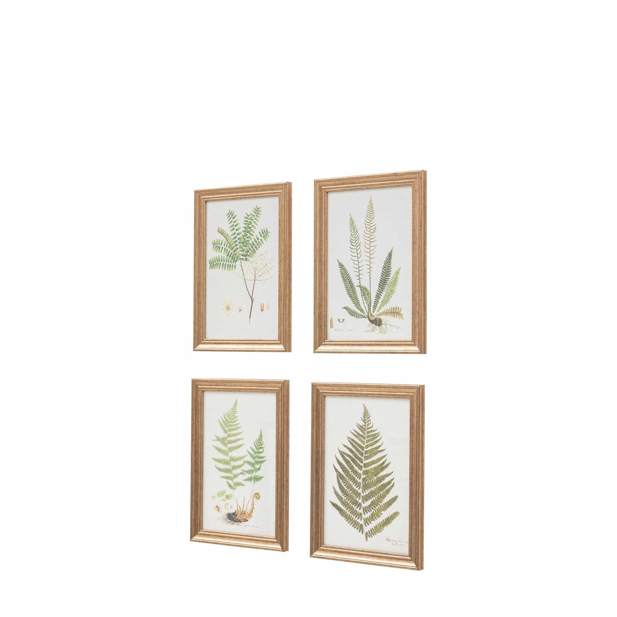 Bodhi Accessories Assorted Ferns Framed Art Set of 4 House of Isabella UK