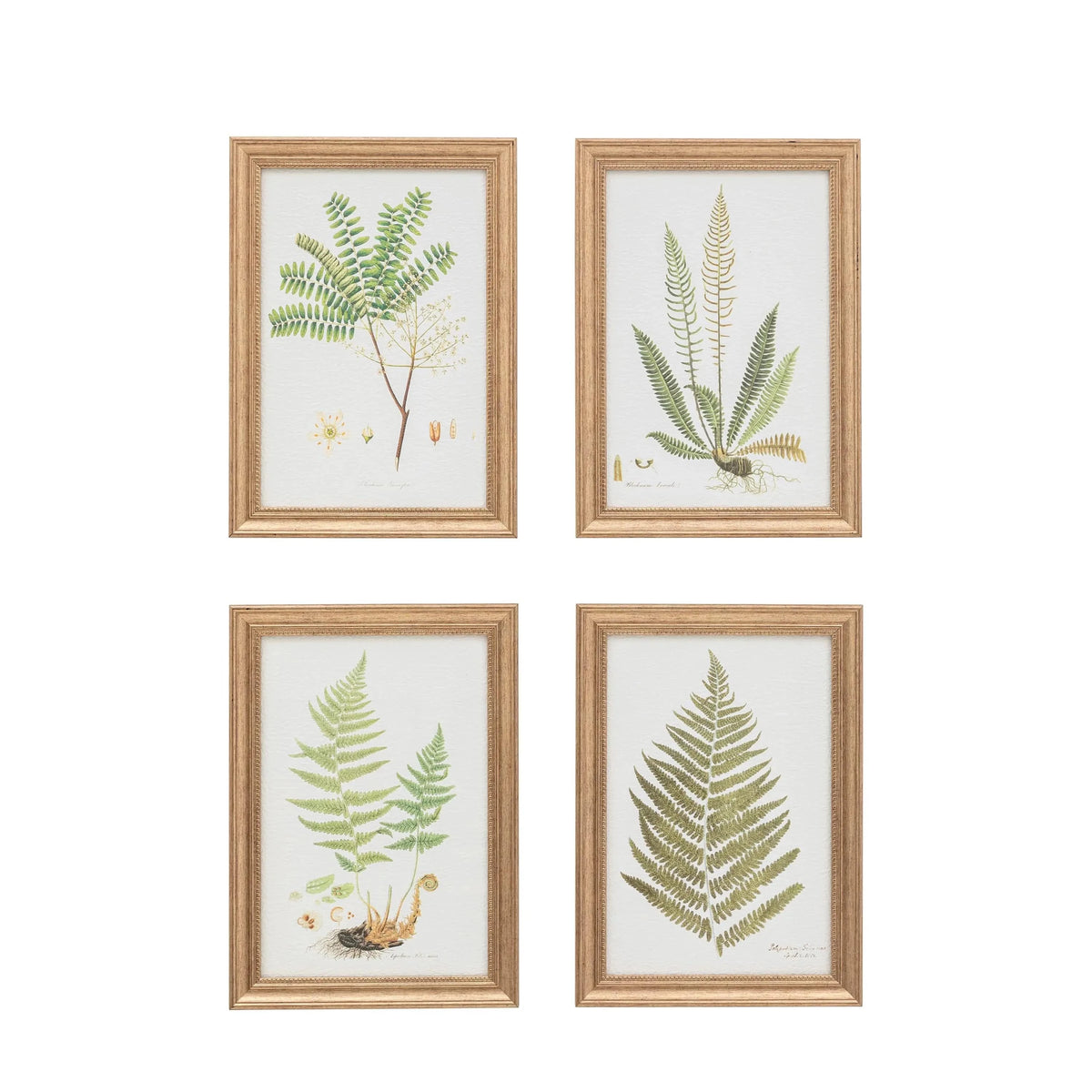 Bodhi Accessories Assorted Ferns Framed Art Set of 4 House of Isabella UK
