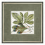 Bodhi Accessories Botanical Beauty Framed Art House of Isabella UK